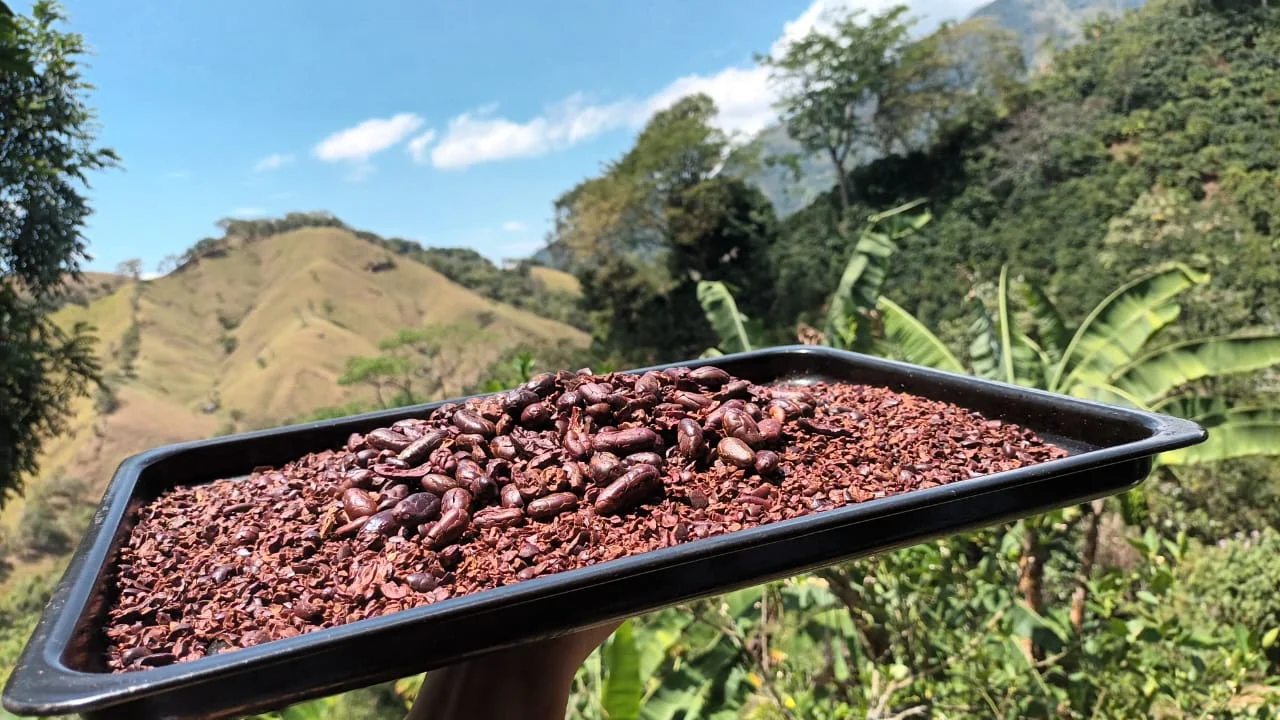 Cacao y paisaje de nuestra tierra
