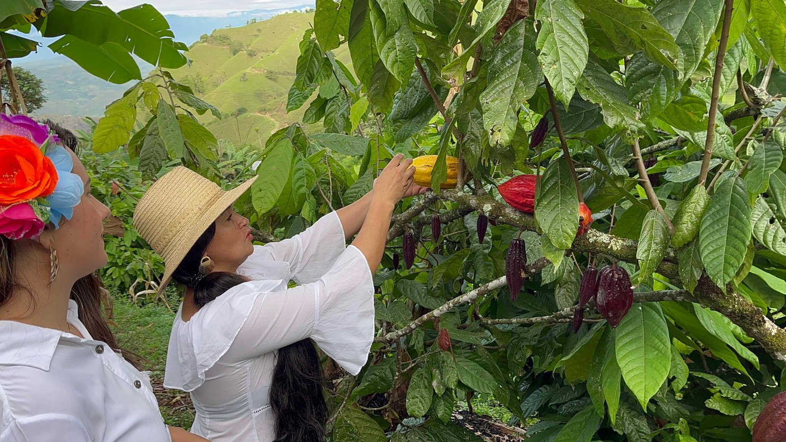 Cosecha de cacao en la finca