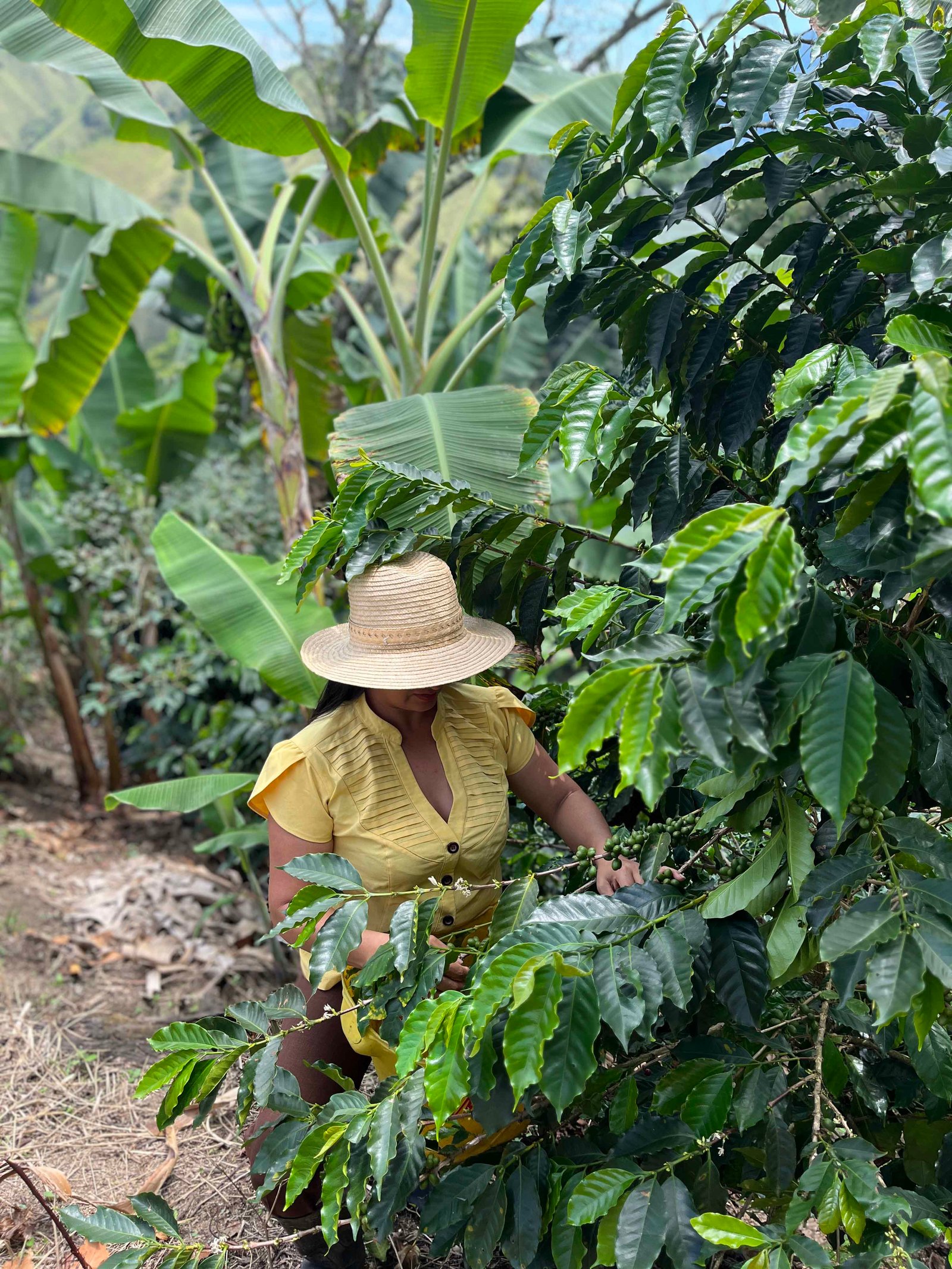 Una mujer con sombrero entre plantas de café